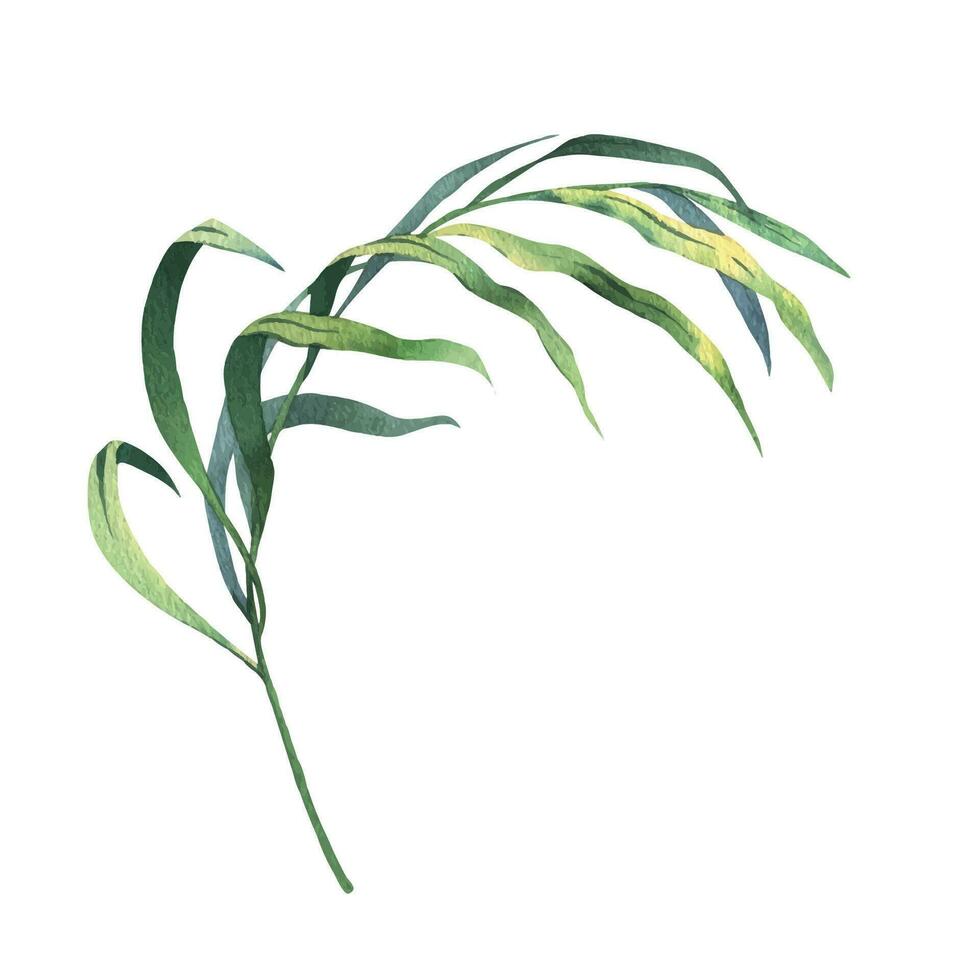 tropisch Kokosnuss Palme Blätter hell saftig grün. Hand gezeichnet Aquarell botanisch Illustration. isoliert Element auf ein Weiß Hintergrund. vektor