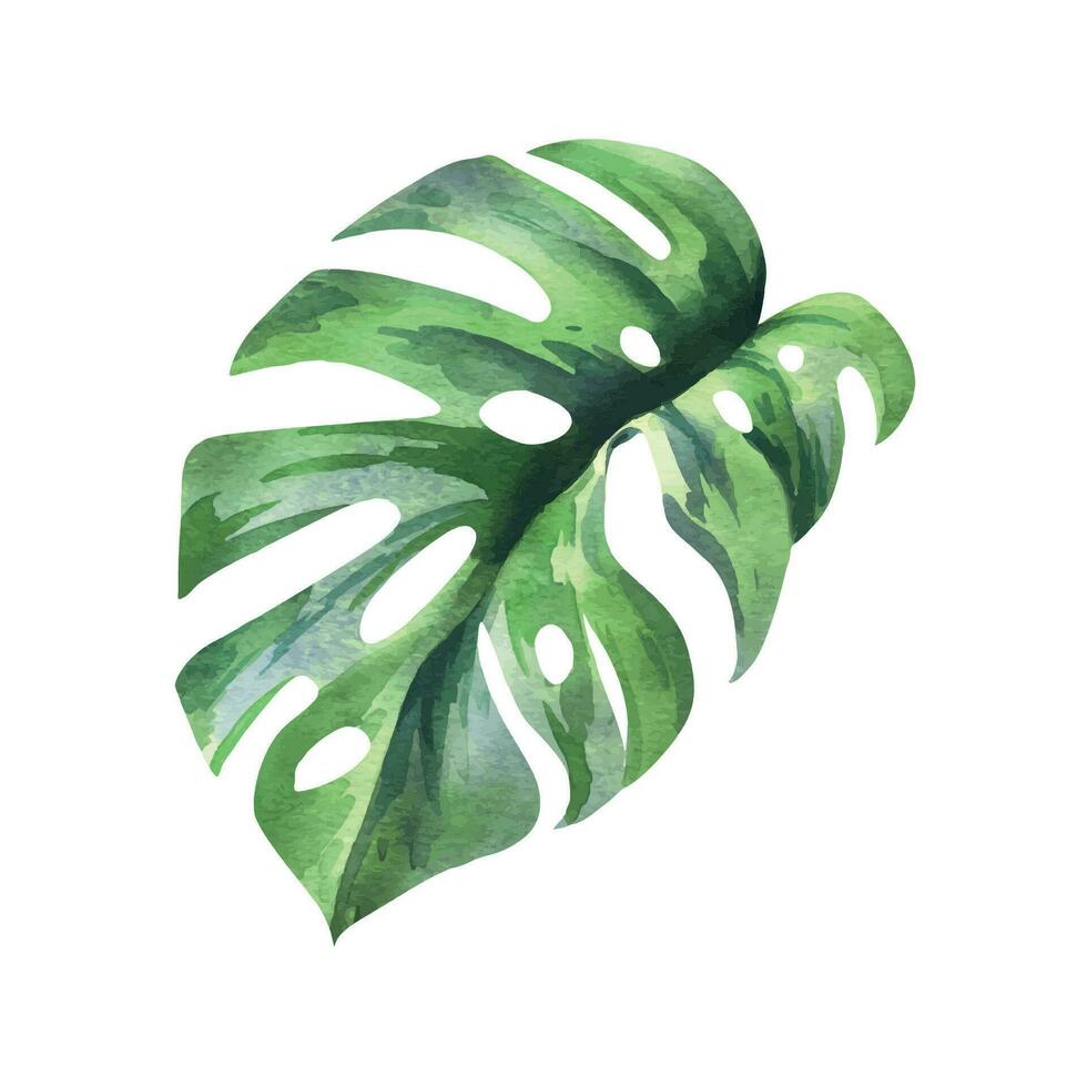 tropisk handflatan löv, monstera ljus saftig grön. hand dragen vattenfärg botanisk illustration. isolerat element på en vit bakgrund. vektor