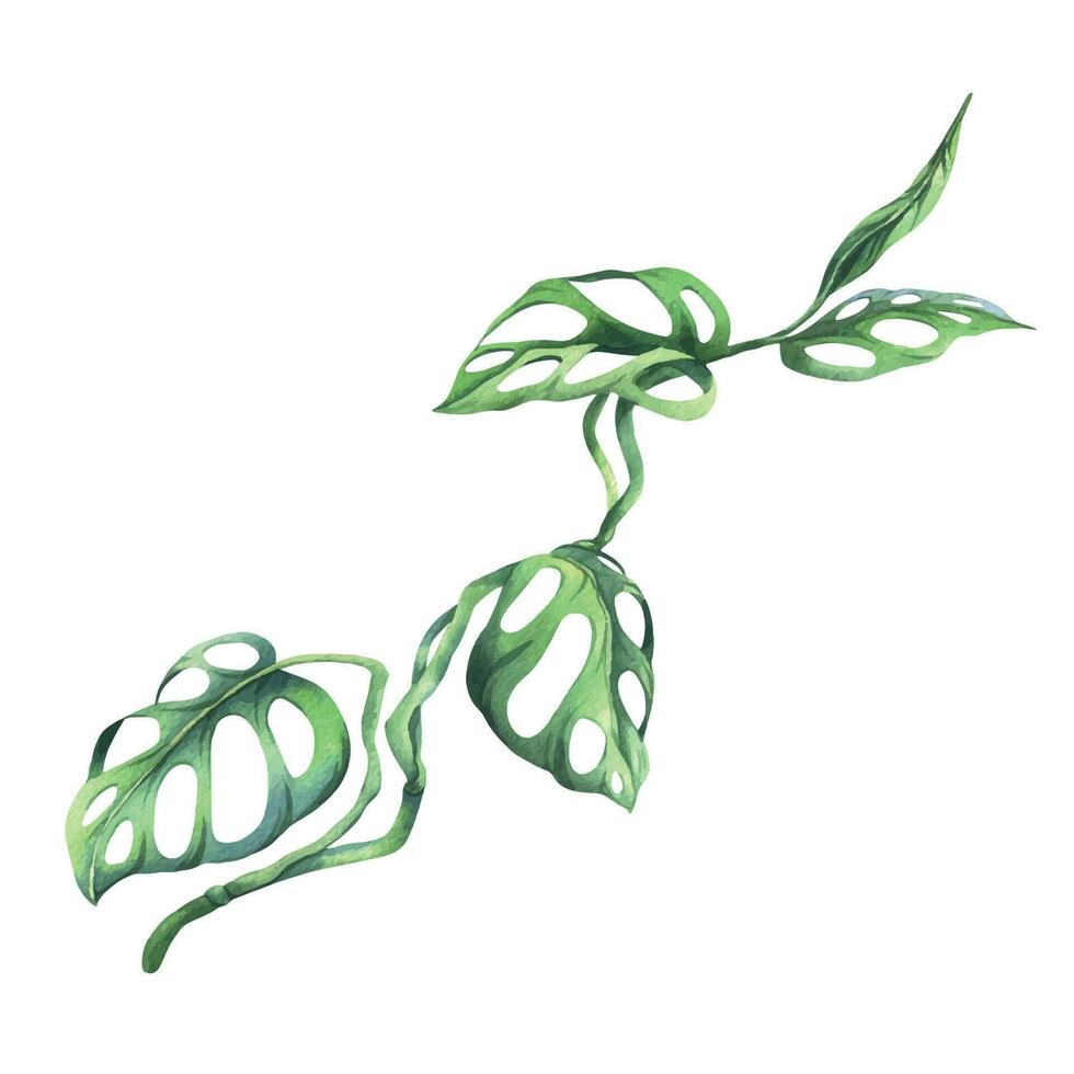 tropisk handflatan löv, monstera, lian, apa mask ljus saftig grön. hand dragen vattenfärg botanisk illustration. isolerat element på en vit bakgrund. vektor eps