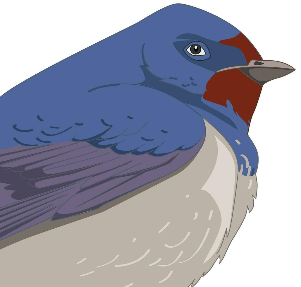 Eisvogel Schnabel isoliert Vektor Illustration