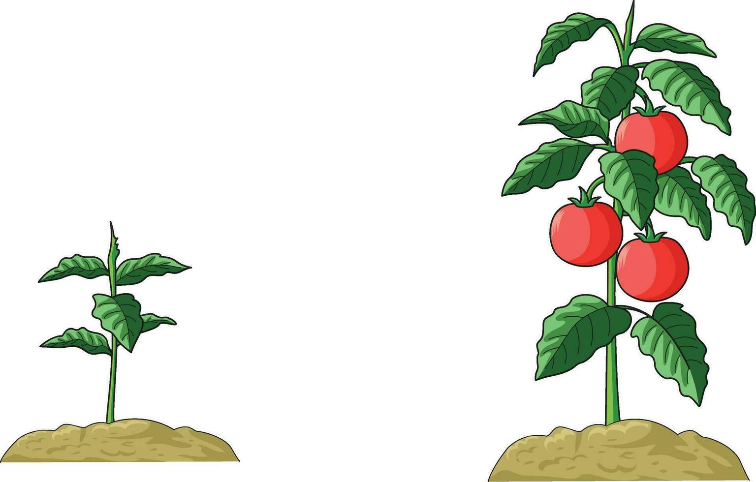 illustration som visar växt rotad i jord med löv och tomat frukt vektor