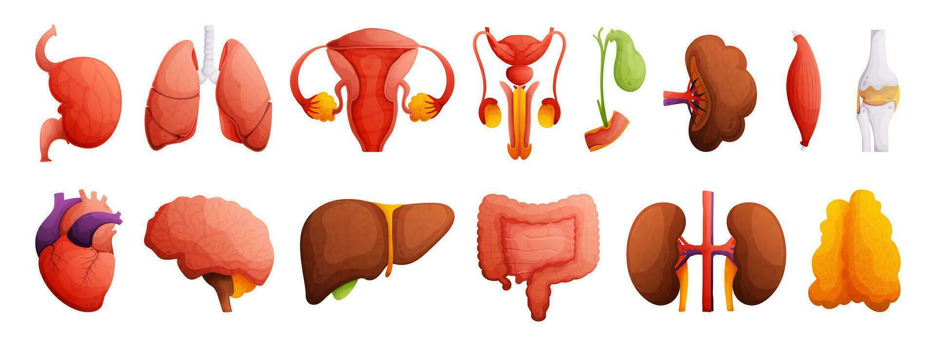 einstellen von Abbildungen von Mensch Organe. Herz, Leber, Nieren, Milz, Knochen, Gehirn, Innereien, Muskel, Galle Blase, weiblich und männlich reproduktiv System. hoch Detail Karikatur Stil. vektor