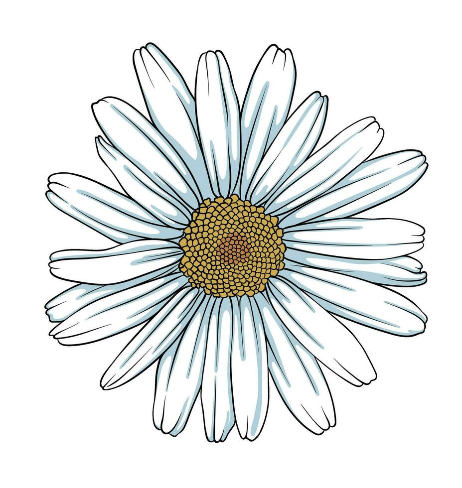 kamomill blomma, daisy blomma. hand dragen vektor illustration isolerat på vit bakgrund.