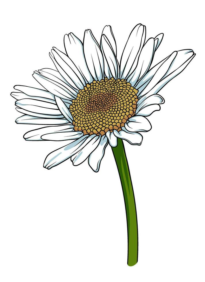kamomill blomma på en vit bakgrund. hand dragen vektor illustration för logotyp, ikon eller stämpel