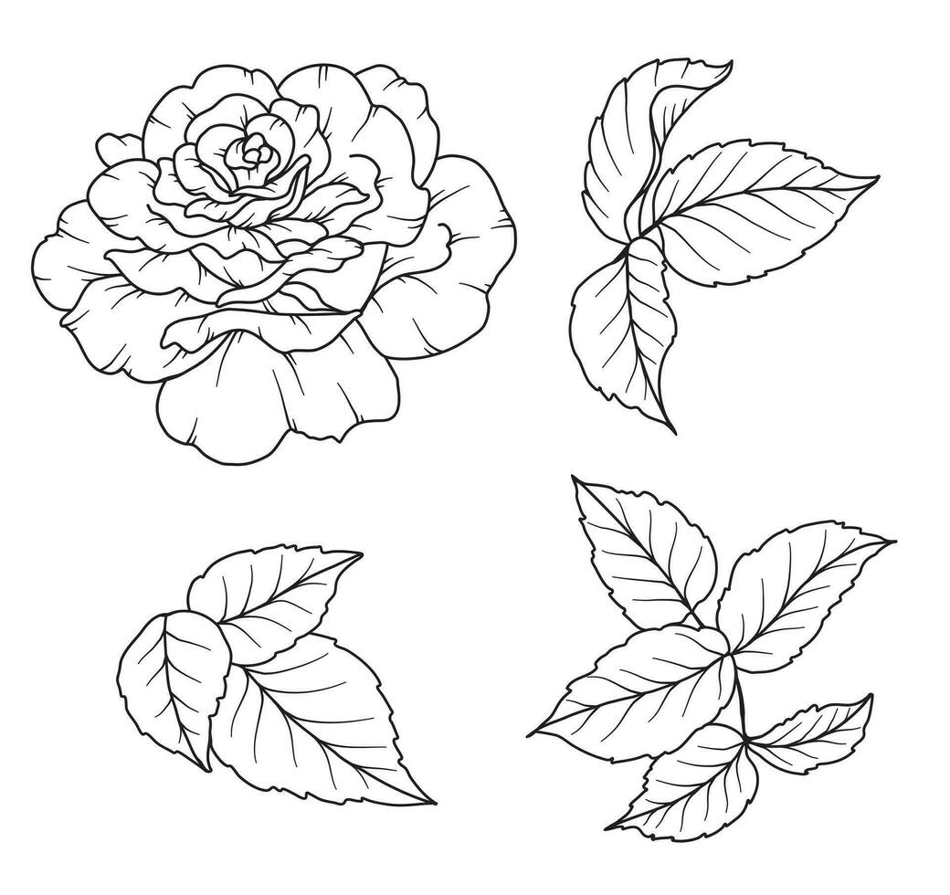 Rose Linie Zeichnung. schwarz und Weiß Blumen- Blumensträuße. Blume Färbung Buchseite. Blumen- Linie Kunst. fein Linie Rose Blume Illustration. Hand gezeichnet Blumen. botanisch Färbung. Hochzeit Einladung Blumen vektor