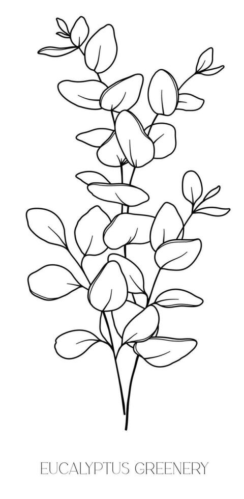 Eukalyptus Linie Zeichnung. schwarz und Weiß Blumen- Blumensträuße. Blume Färbung Buchseite. Blumen- Linie Kunst. fein Linie Eukalyptus Illustration. Hand gezeichnet Grün. botanisch Färbung. Hochzeit Einladung Grün vektor