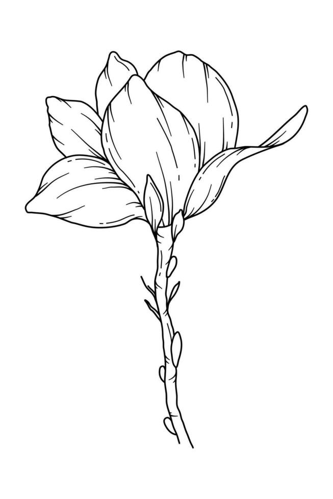 Magnolie Linie Zeichnung. schwarz und Weiß Blumen- Blumensträuße. Blume Färbung Buchseite. Blumen- Linie Kunst. fein Linie Magnolie Illustration. Hand gezeichnet Blumen. botanisch Färbung. Hochzeit Einladung Blumen vektor