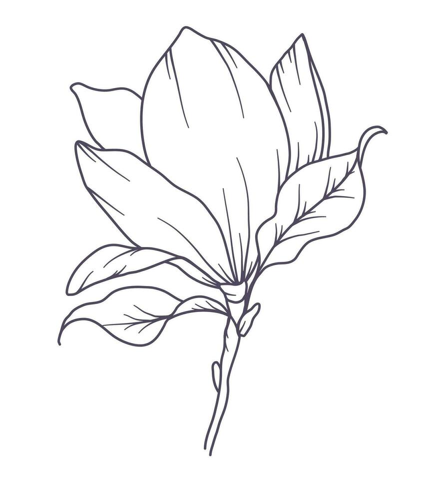 Magnolie Linie Zeichnung. schwarz und Weiß Blumen- Blumensträuße. Blume Färbung Buchseite. Blumen- Linie Kunst. fein Linie Magnolie Illustration. Hand gezeichnet Blumen. botanisch Färbung. Hochzeit Einladung Blumen vektor