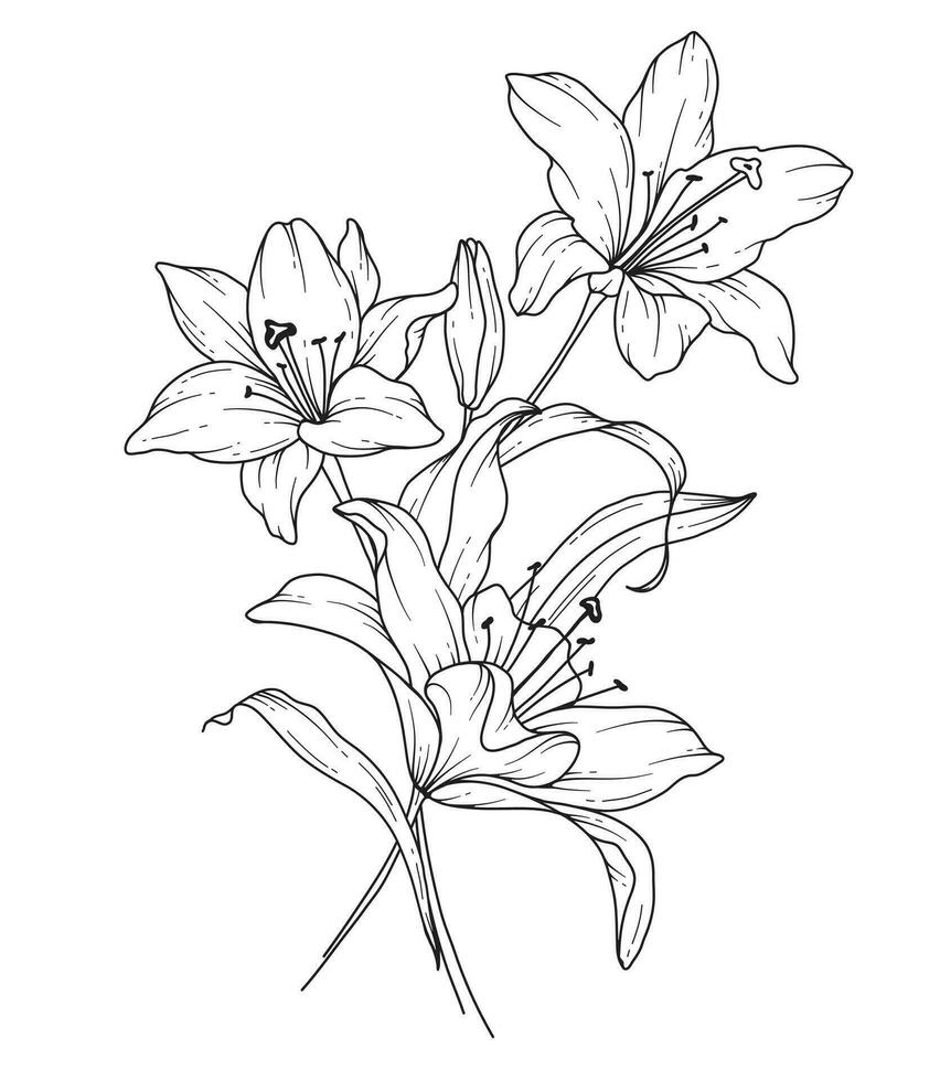 lilja linje teckning. svart och vit blommig buketter. blomma färg sida. blommig linje konst. bra linje liljor illustration. hand dragen blommor. botanisk färg. bröllop inbjudan blommor vektor