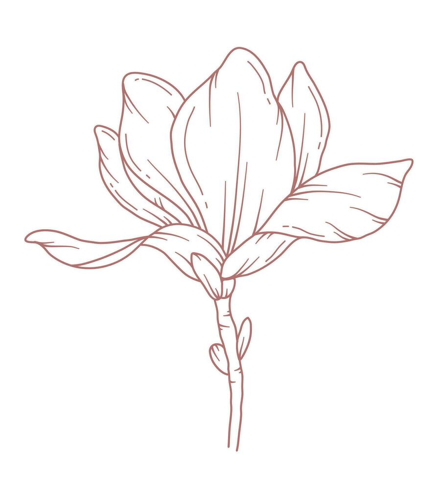 magnolia linje teckning. svart och vit blommig buketter. blomma färg sida. blommig linje konst. bra linje magnolia illustration. hand dragen blommor. botanisk färg. bröllop inbjudan blommor vektor