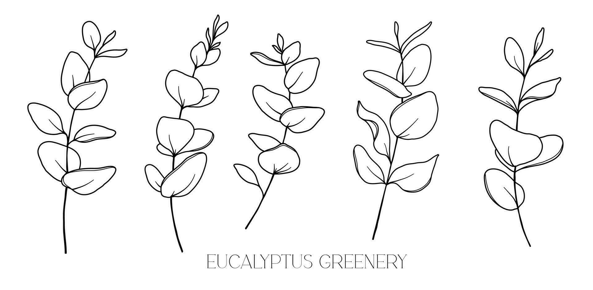 eukalyptus linje teckning. svart och vit blommig buketter. blomma färg sida. blommig linje konst. bra linje eukalyptus illustration. hand dragen grönska. botanisk färg. bröllop inbjudan grönska vektor