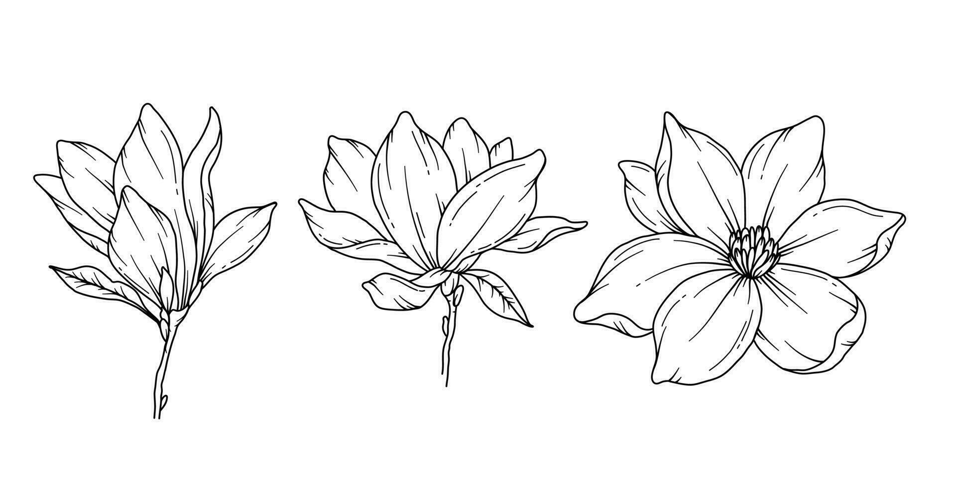 Magnolie Linie Zeichnung. schwarz und Weiß Blumen- Blumensträuße. Blume Färbung Buchseite. Blumen- Linie Kunst. fein Linie Magnolie Illustration. Hand gezeichnet Blumen. botanisch Färbung. Hochzeit Einladung Blumen vektor