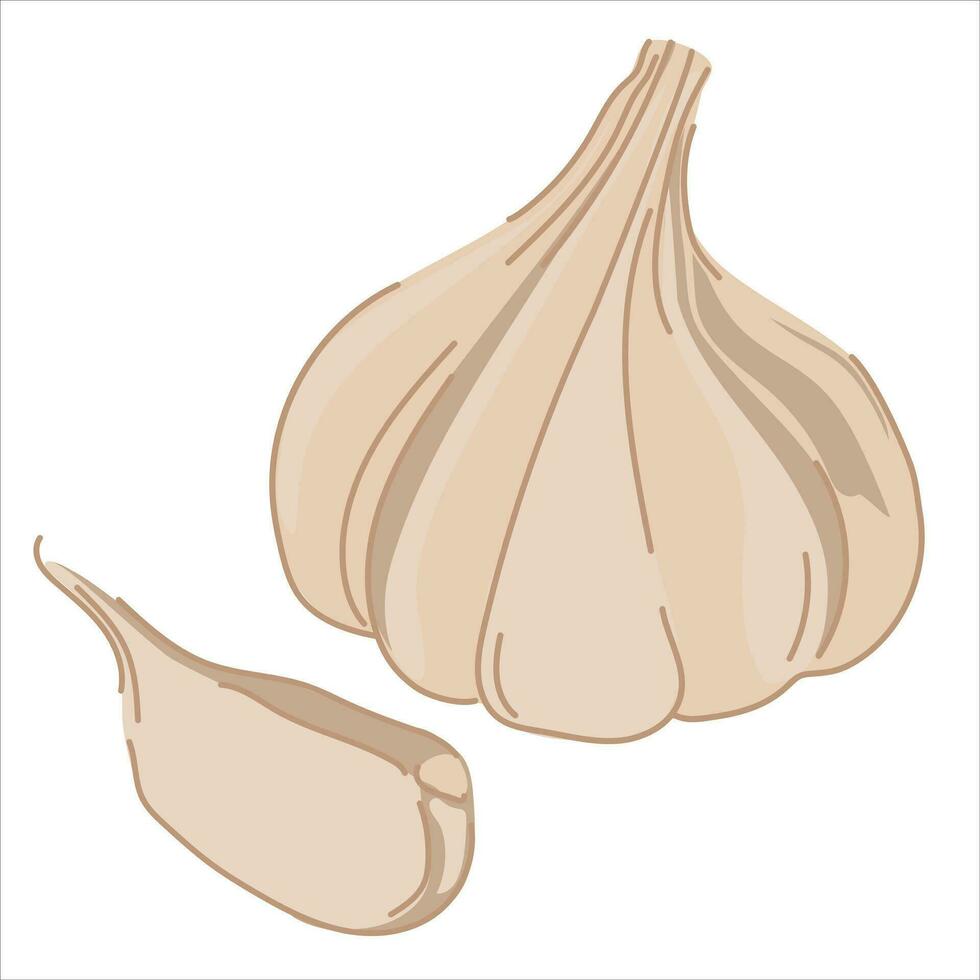 Knoblauch isoliert auf ein Weiß Hintergrund. Vektor Illustration. Knoblauch Birne im eben Stil. Karikatur aromatisch Würze, Gewürze.