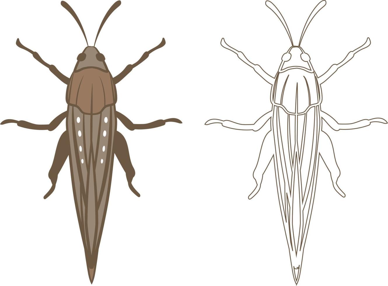 realistisk illustration av gräshoppa eller gräshoppa vektor