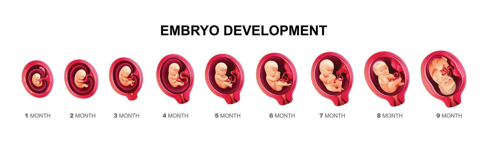Mensch Embryo Entwicklung Stufen. Schwangerschaft und fötal Körper Wachstum Kalender von 1 zu 9 Monat zu Geburt. Vektor Karikatur Illustration