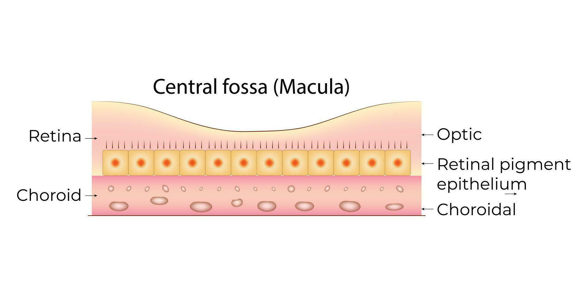 zentral Fossa Makula Wissenschaft Design Vektor Illustration