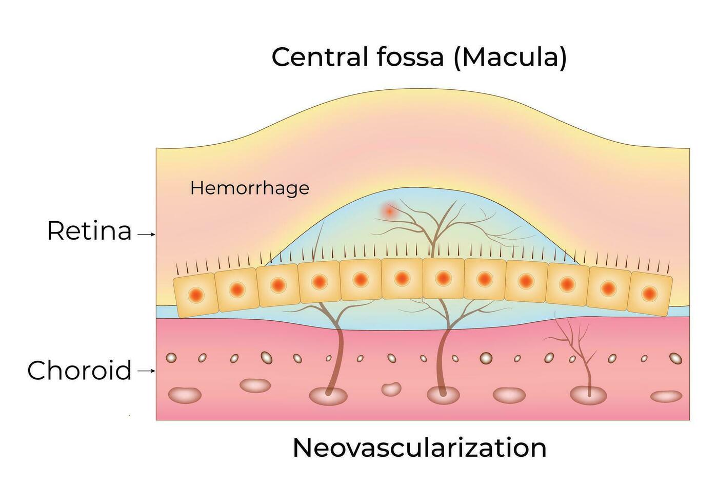 central fossa makula vetenskap design vektor illustration