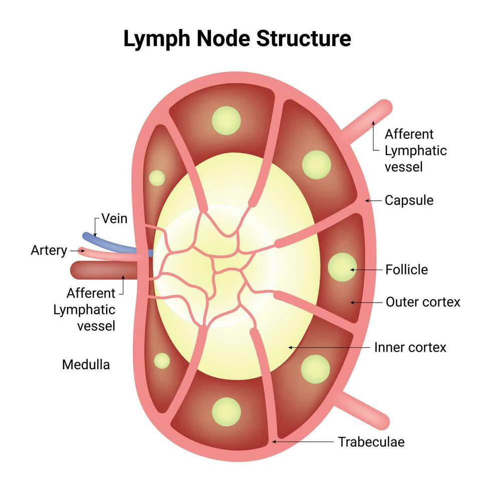 Lymphe Knoten Struktur Wissenschaft Design Vektor Illustration