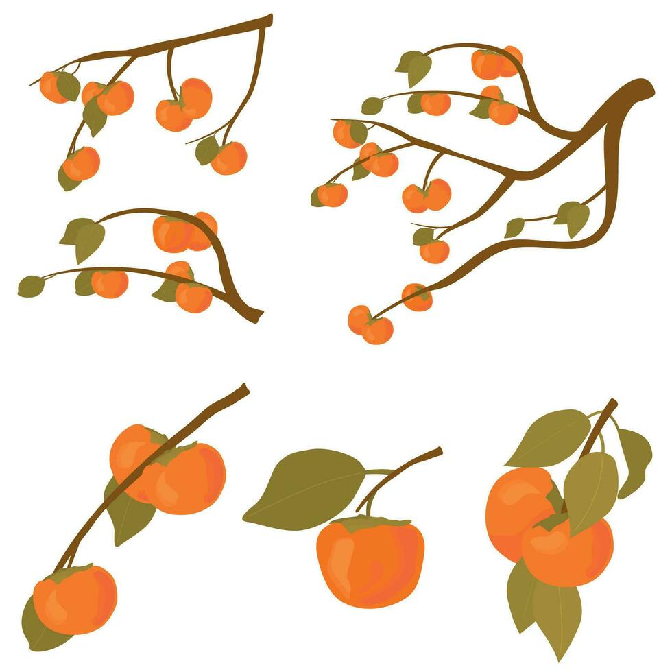 uppsättning av persimon frukt träd. grenar av kaki frukt med leafs mogen i höst och rå. vektor tecknad serie illustration för koreanska chuseok Semester isolerat på vit bakgrund.