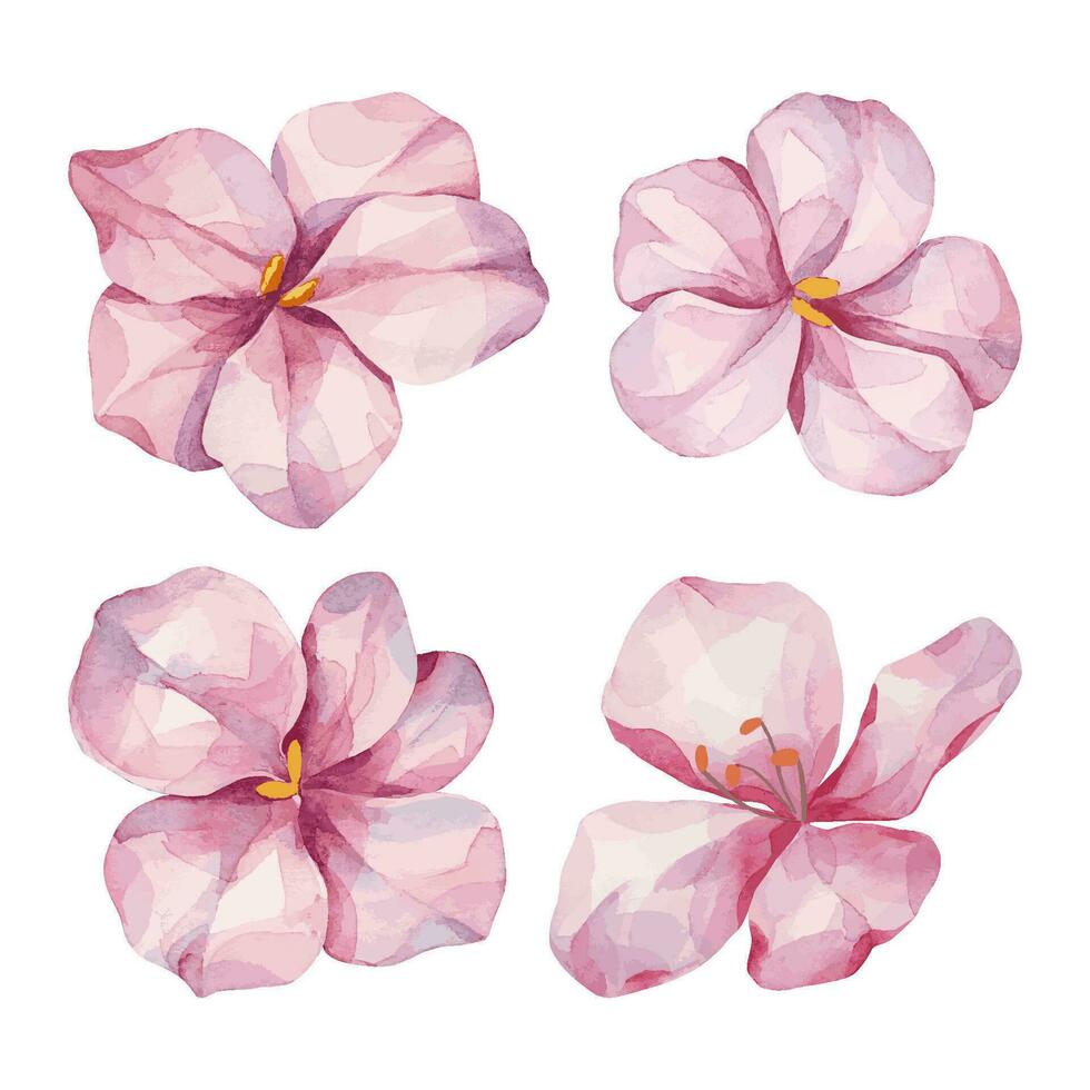 uppsättning av rosa vår vattenfärg blommor. magnolia ritad för hand blommor på vit bakgrund. blommig objekt ClipArt. vektor