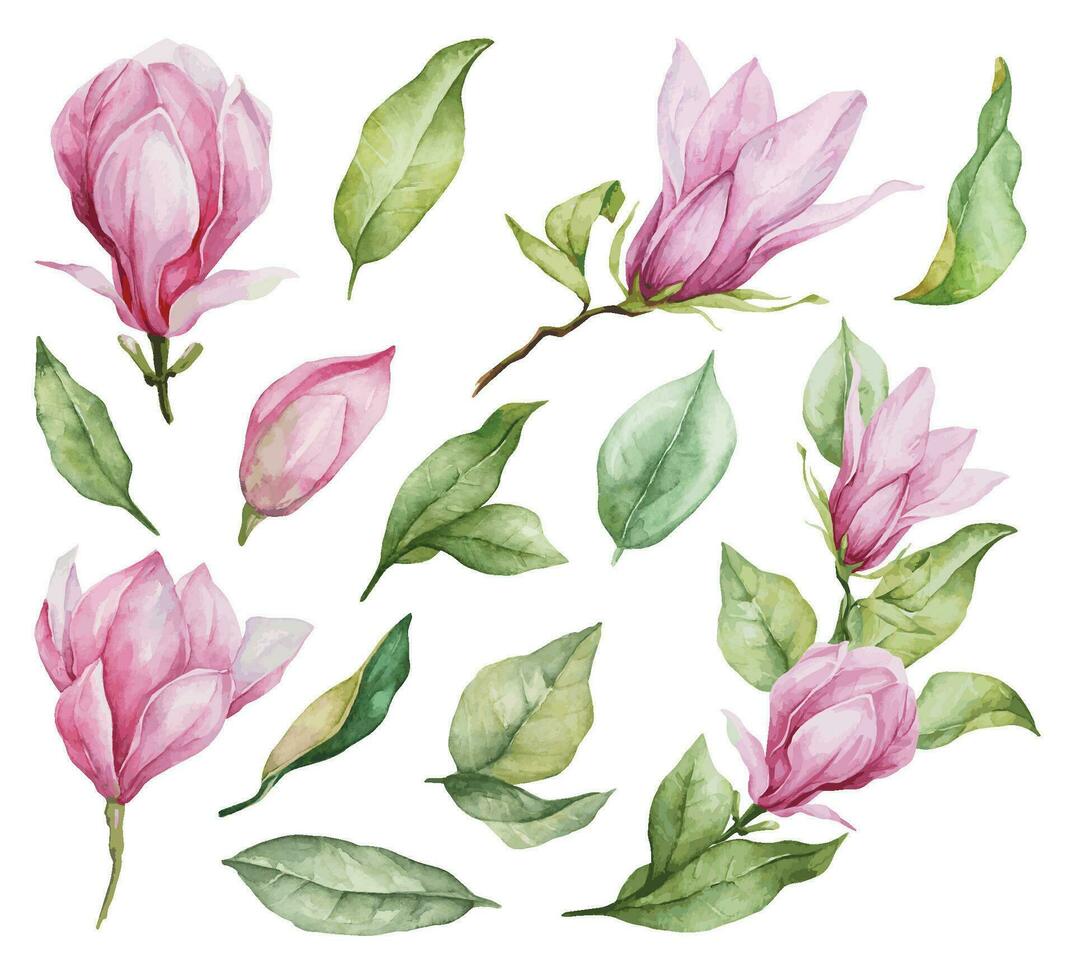rosa vattenfärg blommor magnolia. blommig vektor ClipArt för hälsning kort, inbjudningar design.
