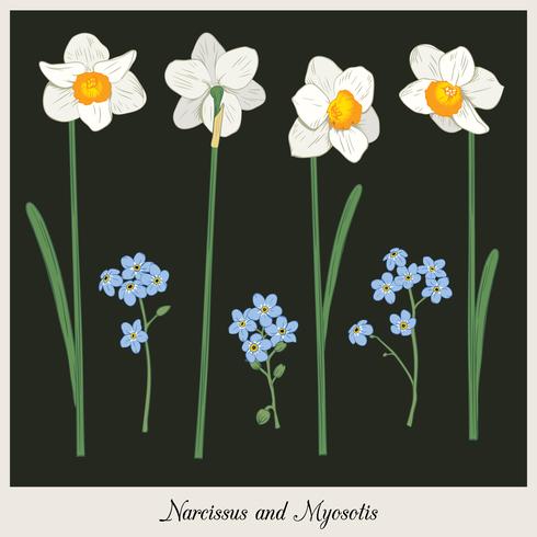 Narcisus och myosotis. Ange samling. Handdragen botanisk illustration på mörk bakgrund. Vektor illustration