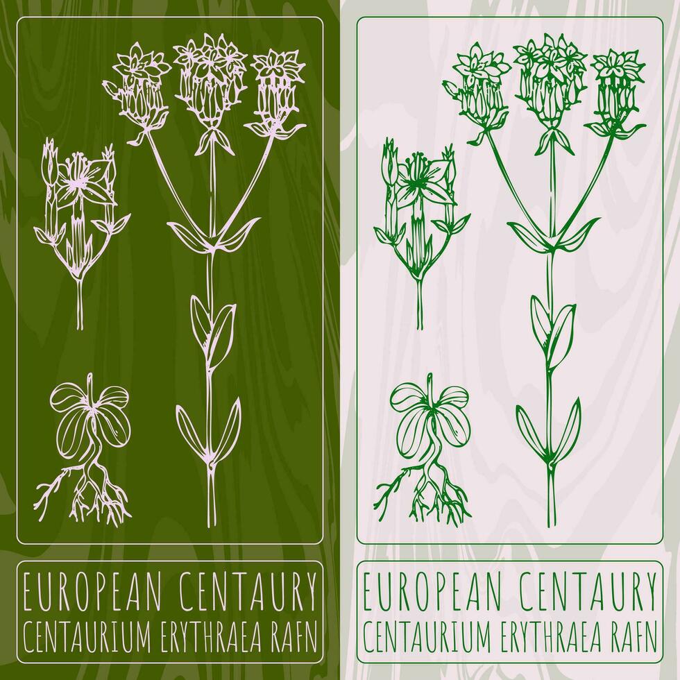 Vektor Zeichnungen europäisch Tausendgüldenkraut. Hand gezeichnet Illustration. Latein Name Centaurium Erythraea Rafn.