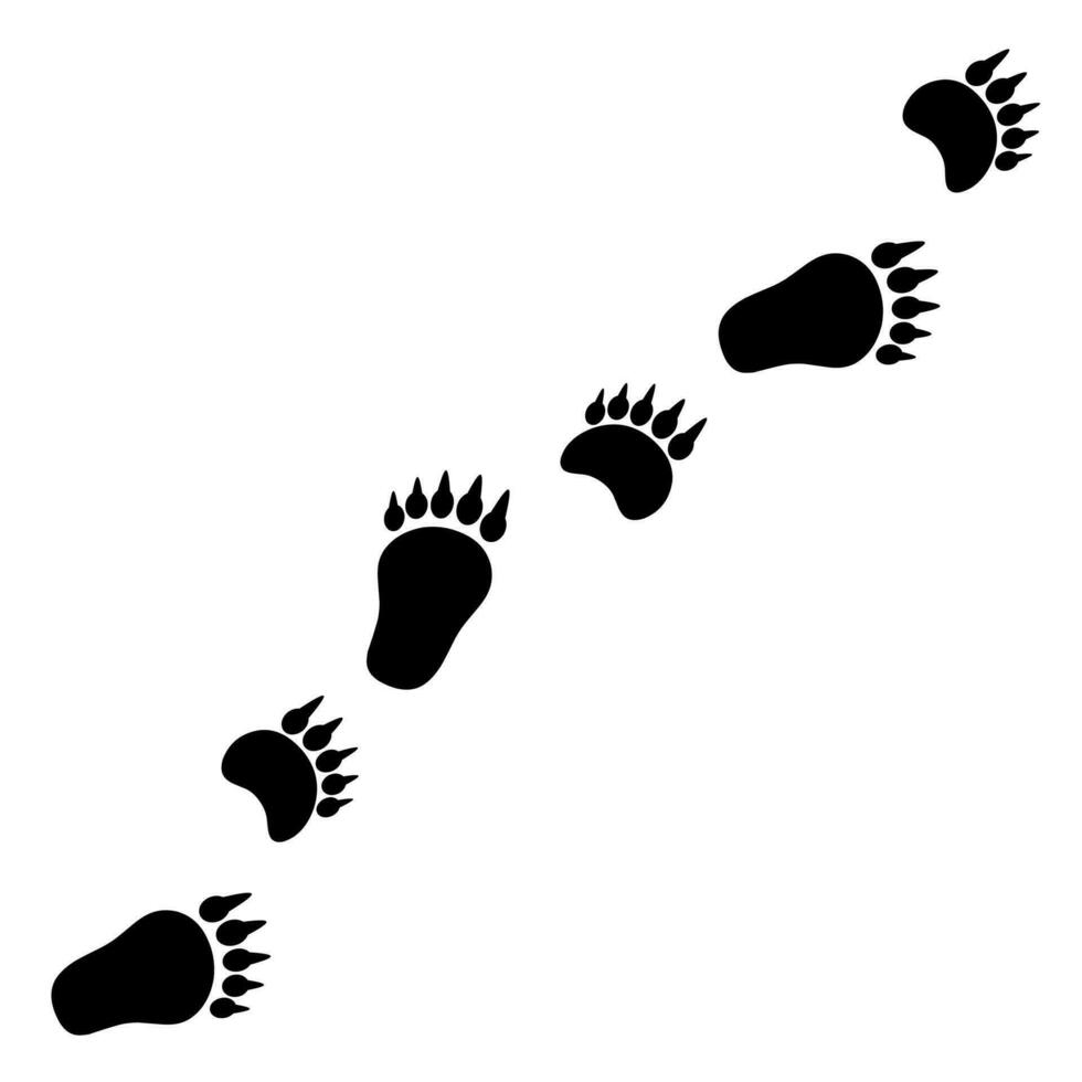 Vektor Silhouette von Gehen Bär Fußspuren. Vorderseite und Hinter Beine von ein Bär auf ein Weiß Hintergrund. fleischfressend Tier
