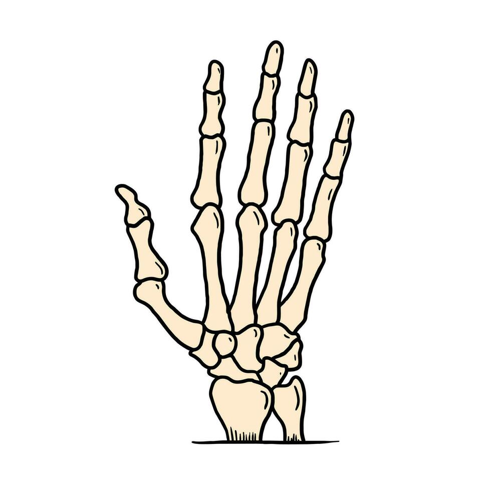 hand skelett ben vektor illustration