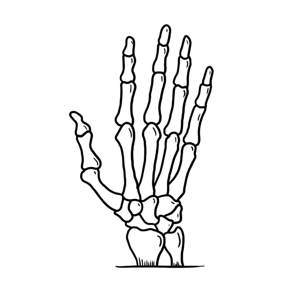 Hand Skelett Knochen Vektor Illustration