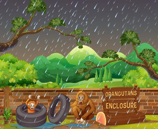 Szene mit zwei Orang-Utans im Zoo am regnerischen Tag vektor