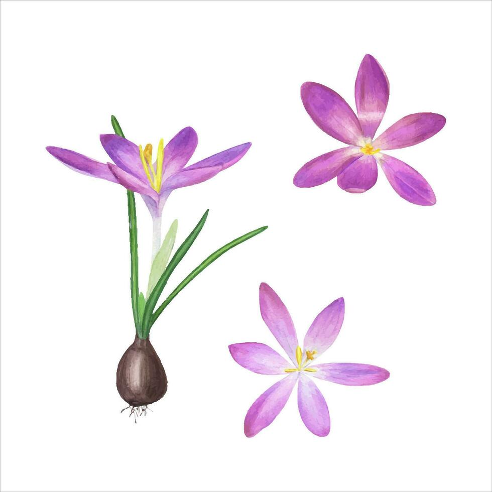 krokusar med Glödlampa. vår växter. violett blommor. saffran, grön löv. vattenfärg illustration. vektor