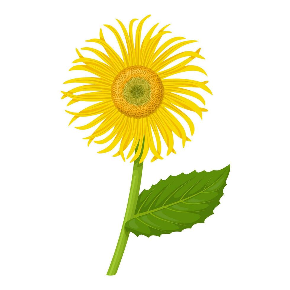 vektor illustration, elecampane eller inula helenium blomma, isolerat på vit bakgrund.