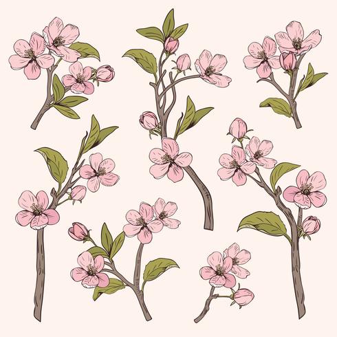 Blommande träd. Ange samling. Handgjorda botaniska rosa blommar grenar på beige bakgrund. Vektor illustration