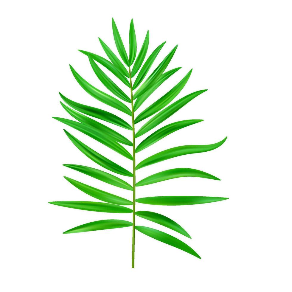 Urwald exotisch Blatt. tropisch Blätter vektor