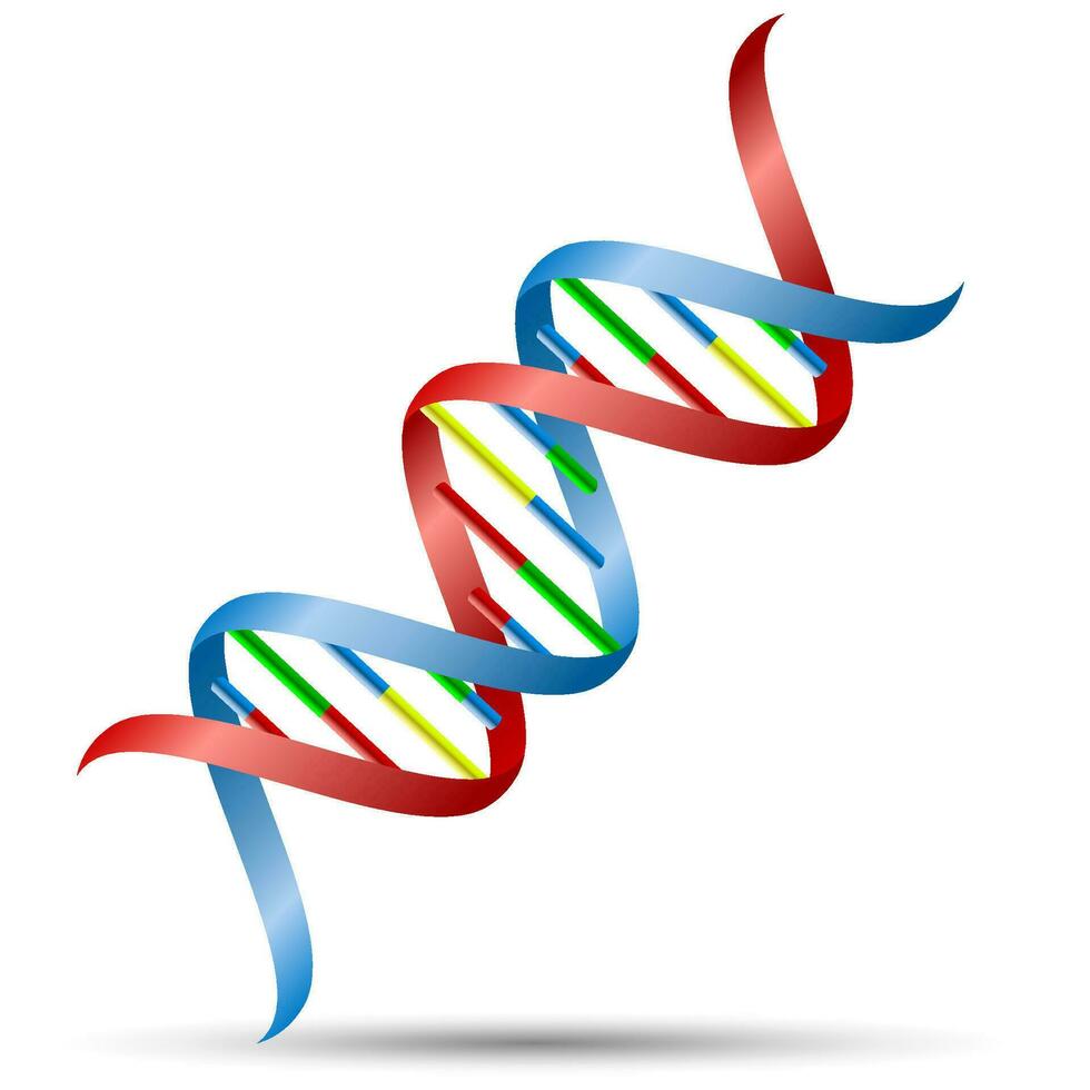 DNA Wendel Vektor