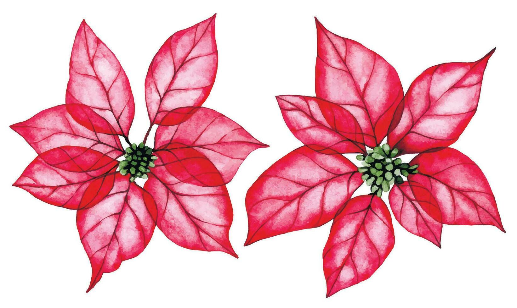 vattenfärg teckning, uppsättning av jul växt, julstjärna. transparent blommor, röntgen. festlig dekoration för de ny år, jul. vektor