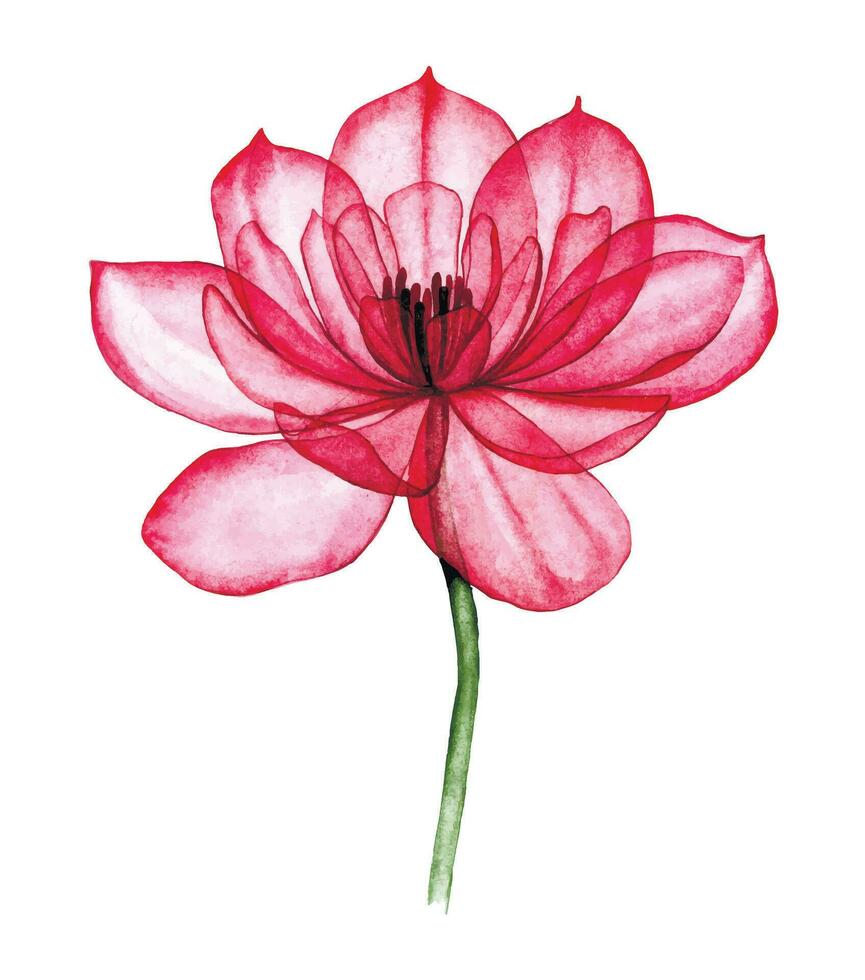 vattenfärg teckning, transparent blomma rosa reste sig, pion. röntgen vektor