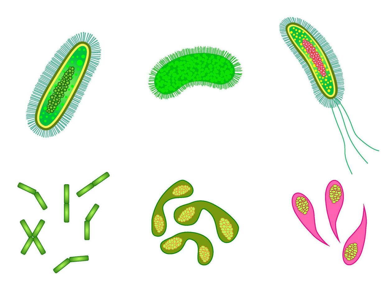 Bakterien und Virus Zellen isoliert. vektor
