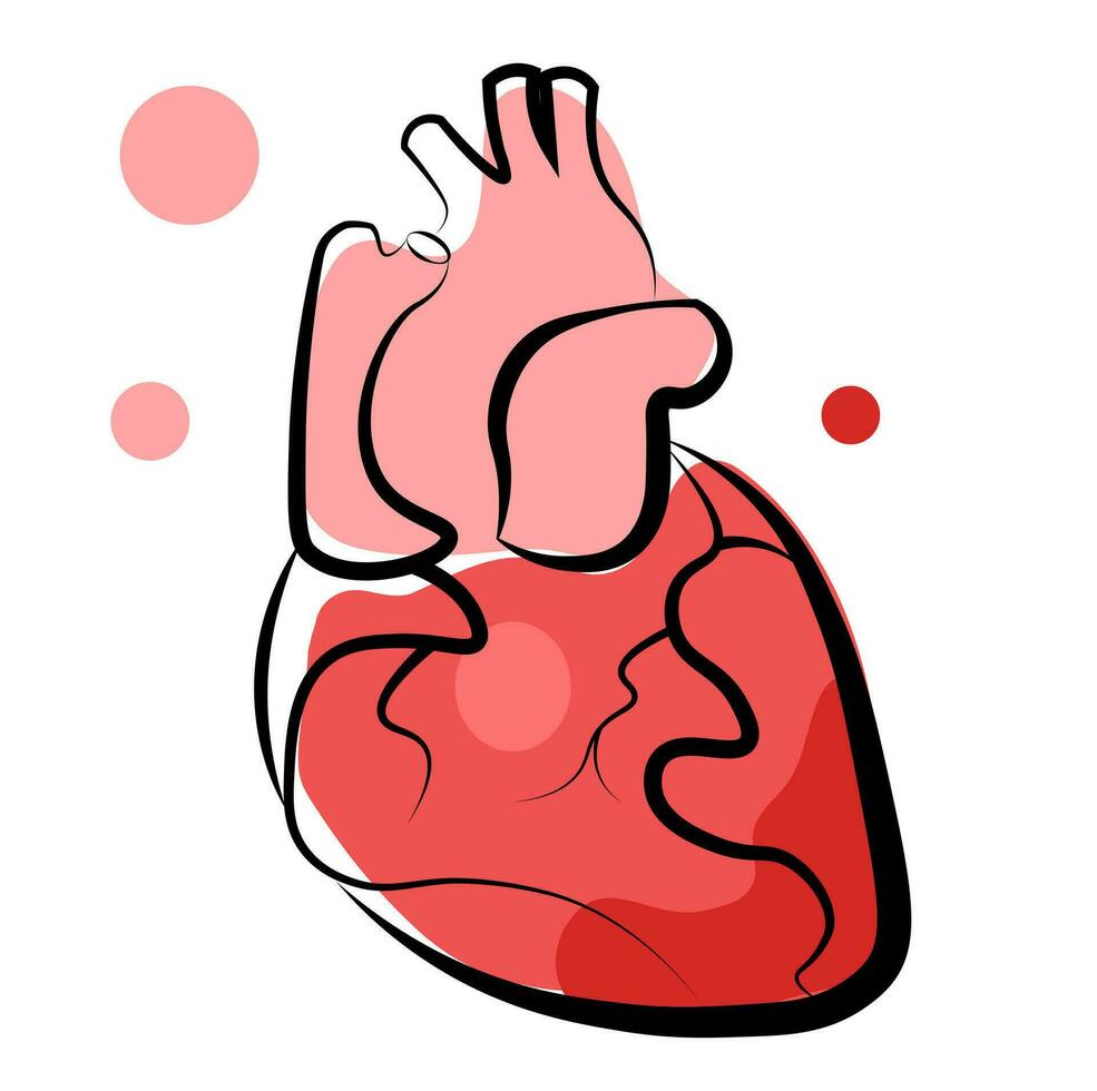 anatomisch Herz - - eben Grafik vektor