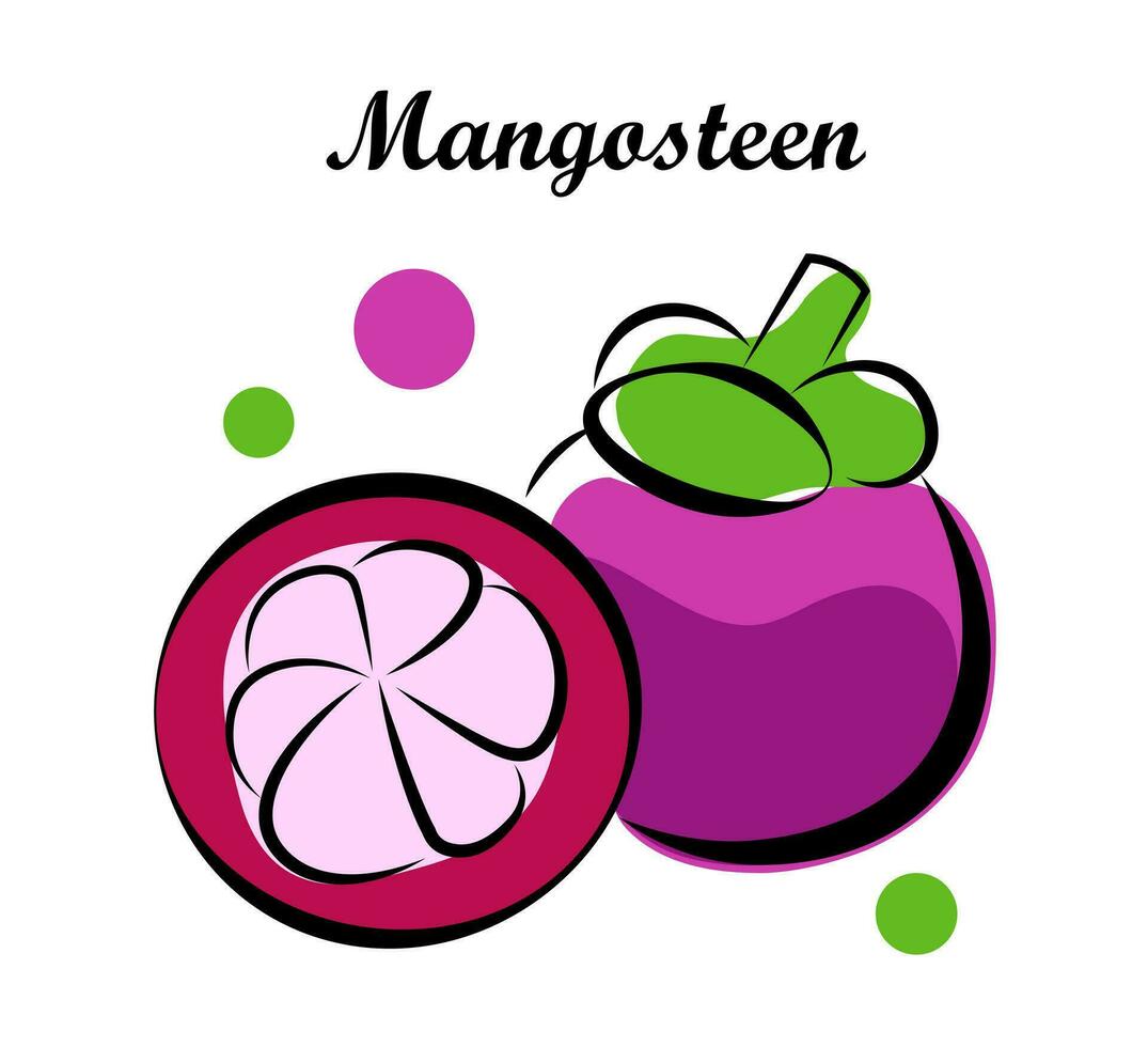 Mangostan auf ein Weiß Hintergrund vektor