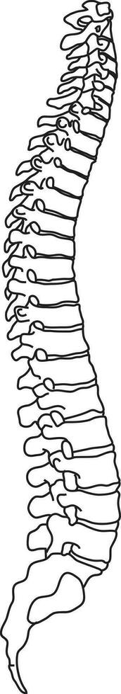 illustration som visar vertebral spinal sladd vektor