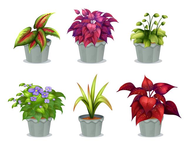 Sex olika växter vektor