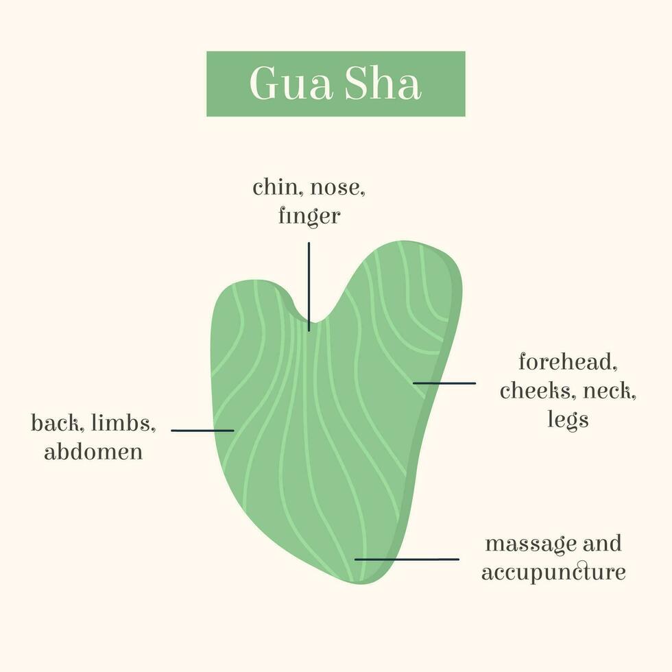 Infografik von gua sha Jade kratzen Massage Werkzeug Verwendung. natürlich Rosa Rose Quarz Stein Schaber. Chinesisch traditionell Gesichts- Heben zum Frau. Gesichts- Akupunkturpunkte. Vektor eben Illustration.