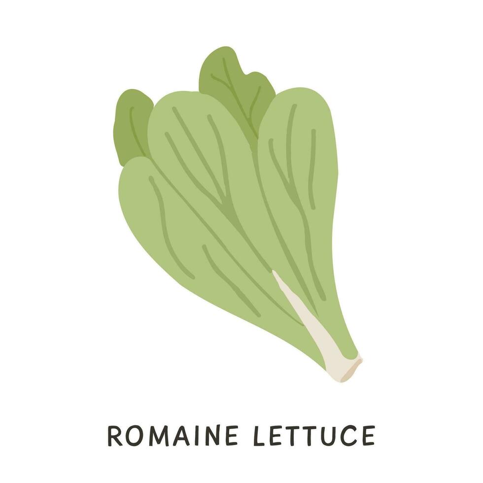 organisch cos oder Romaine Grüner Salat Vektor eben Illustration. Diät Antioxidans Gemüse Blätter Symbol im einfach Gekritzel farbig Stil. Hand gezeichnet Zutat zum gesund Ernährung isoliert auf Weiß.