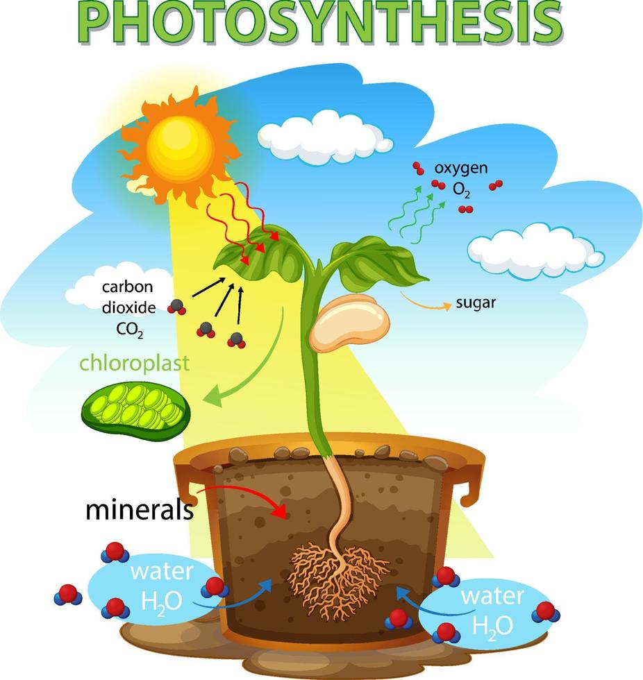 diagram som visar processen för fotosyntes i anläggningen vektor