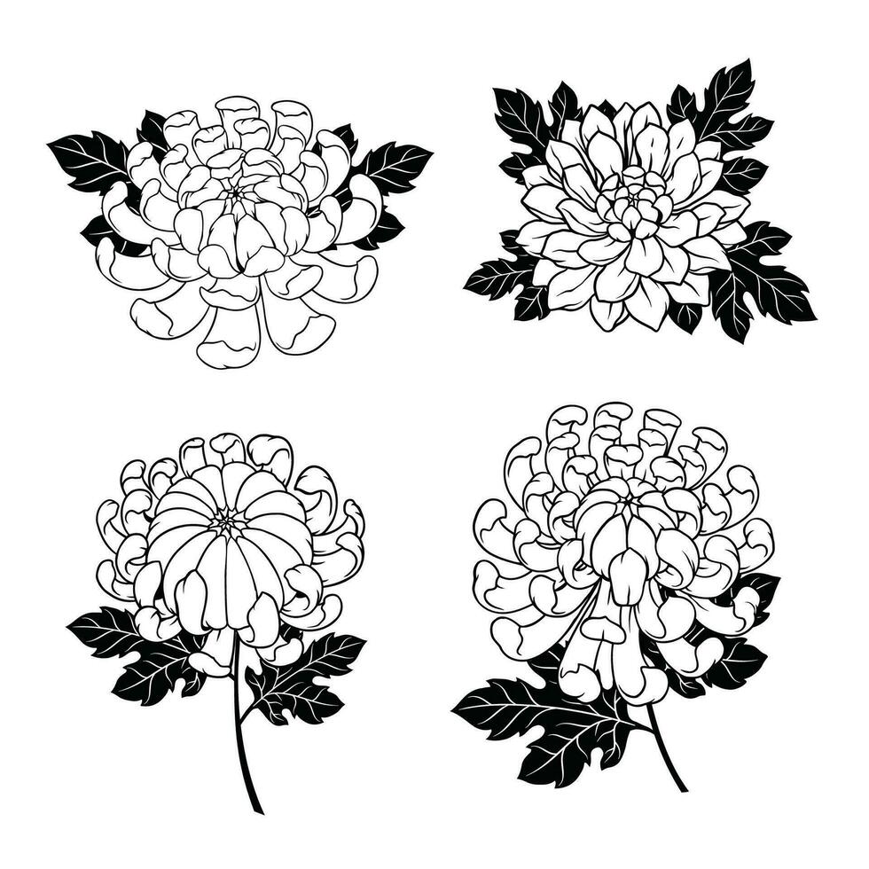 Hand gezeichnet Sammlung von Chrysantheme Blumen auf Stengel und Blätter isoliert vektor