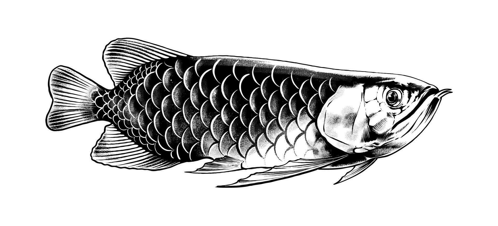 asiatisch Arowana Linie Kunst Prämie Vektor