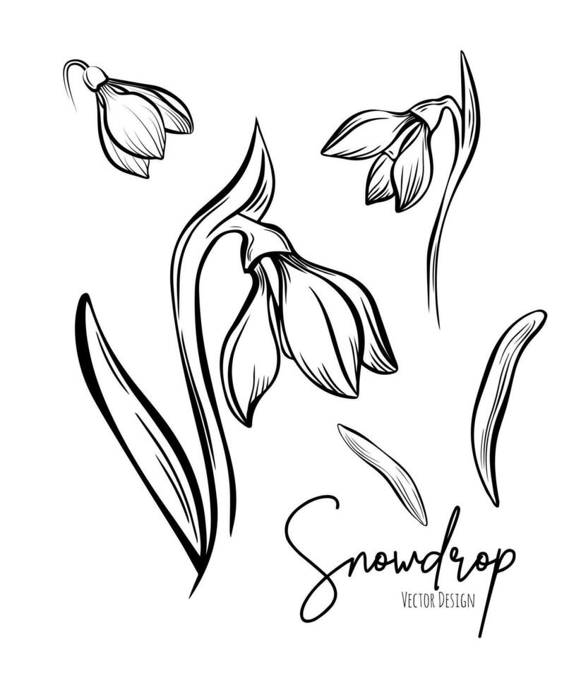 Linie Kunst einstellen von Schneeglöckchen botanisch Illustration. Blume Blumen- Gruppe oder Hochzeit Einladung und Karten, Logo Design, Netz, Sozial Medien und Poster, Vorlage, Werbung, Schönheit und kosmetisch Industrie. vektor