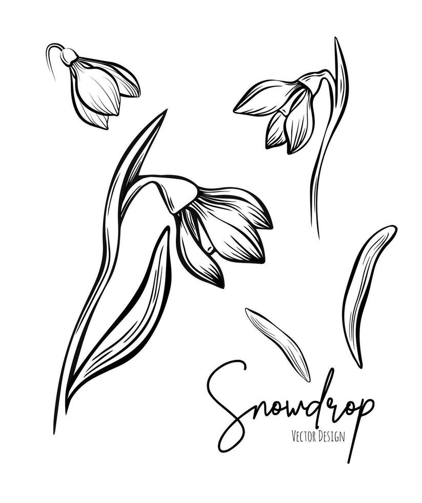 Linie Kunst einstellen von Schneeglöckchen botanisch Illustration. Blume Blumen- Gruppe oder Hochzeit Einladung und Karten, Logo Design, Netz, Sozial Medien und Poster, Vorlage, Werbung, Schönheit und kosmetisch Industrie. vektor